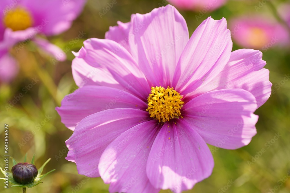 Fototapeta premium コスモス