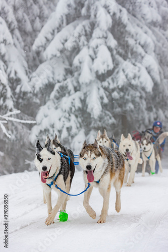 sledge dogging  Sedivacek s long  Czech Republic