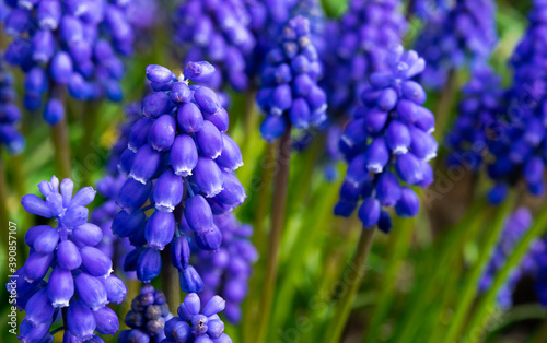 blue hyacinth flowers