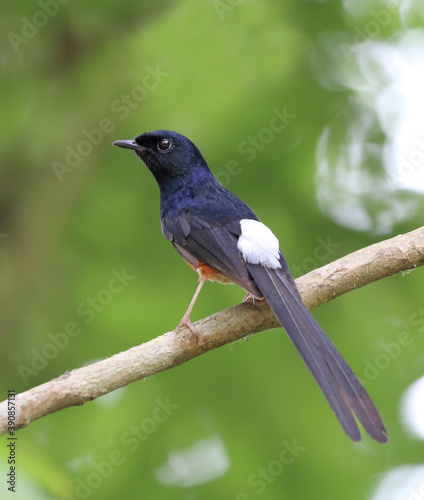 black bird on a branch  © Tareq
