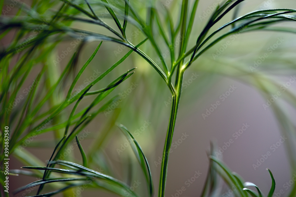 Naklejka premium green dill background, sweden, stockholm,nacka,sverige