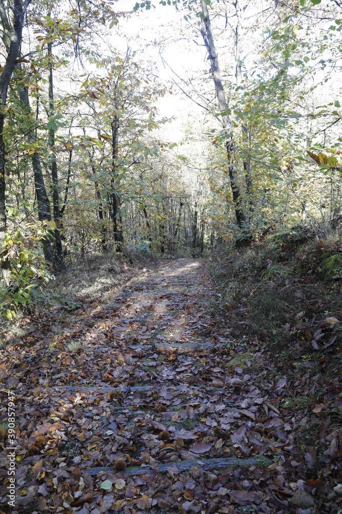 fiumi e sottobosco