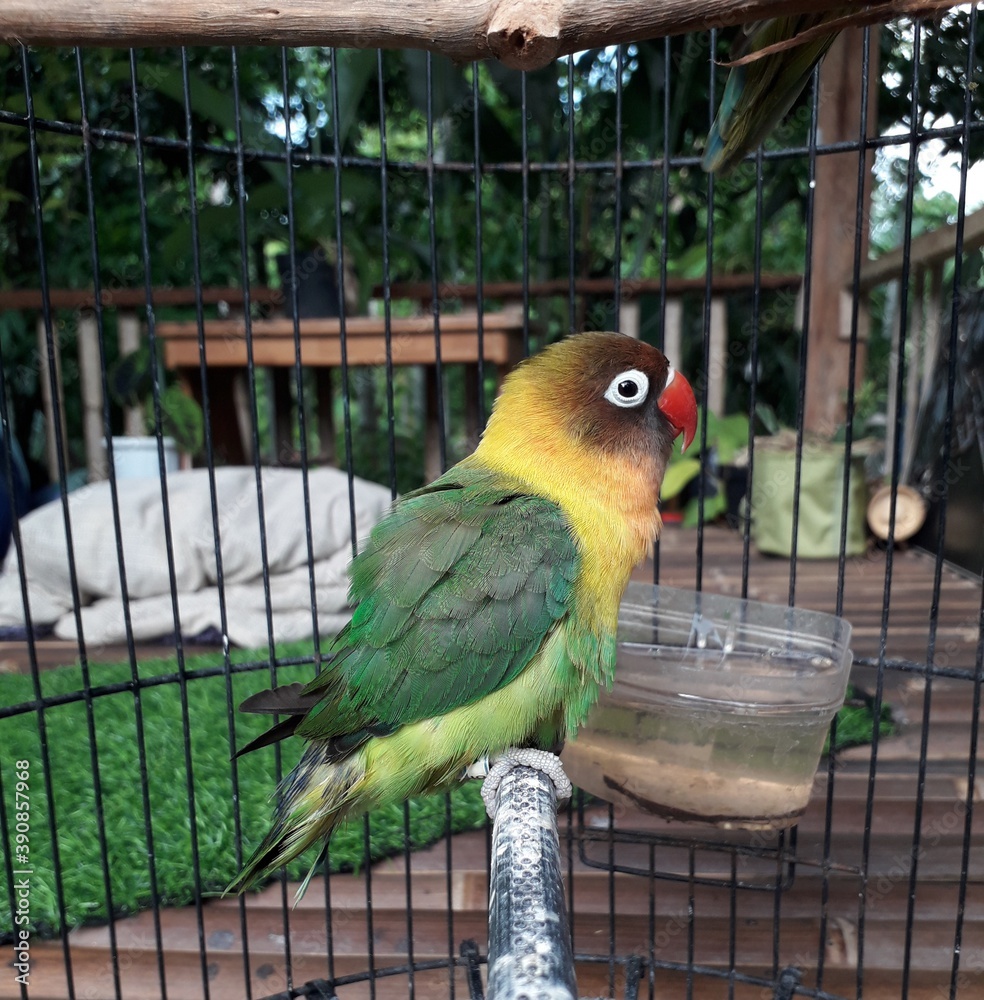 Obraz premium parrot in the cage