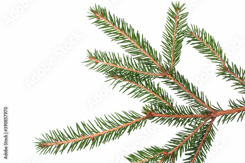 Fragment of a spruce branch on a white background. Suitable for collage, banner making and any New Year and Christmas design