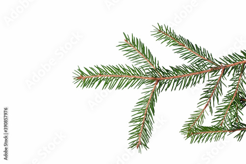 Fragment of a spruce branch on a white background. Suitable for collage  banner making and any New Year and Christmas design
