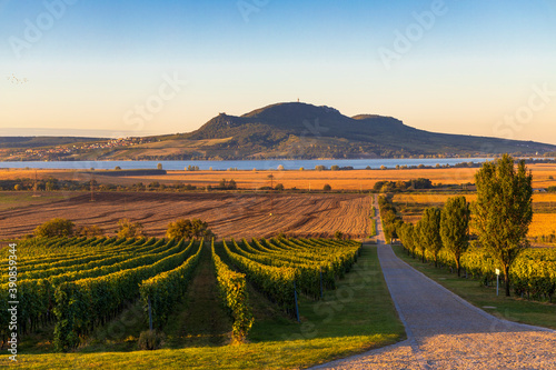 Autumn vineyards under Palava near Sonberk  South Moravia  Czech Republic