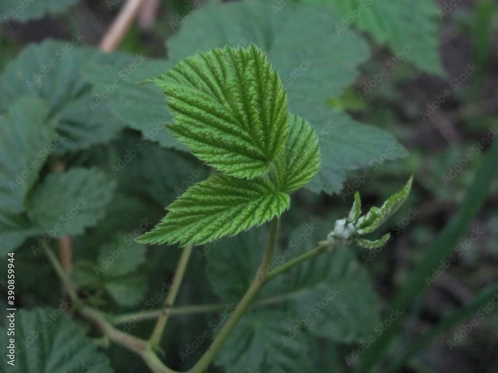 young green raspberry leaf young green raspberry leaf
