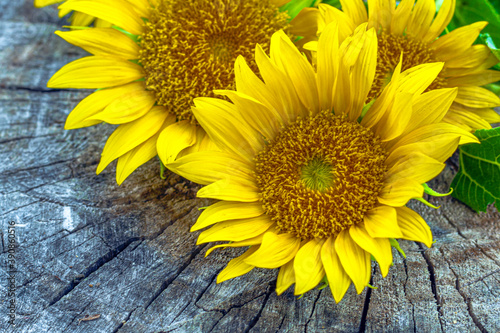 Sunflowers on old wooden background. Sunflowers still life. Part of set.