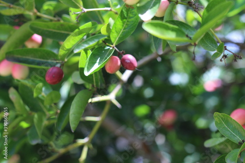  Karonda Fruit on Tree, Organic Garden, Tree Karonda Fruit Karonda seeds ripe pink or red colorful, , tropical citrus karanda or koromcha fruit in asia,