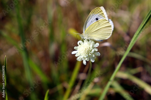 butterfly on a flower