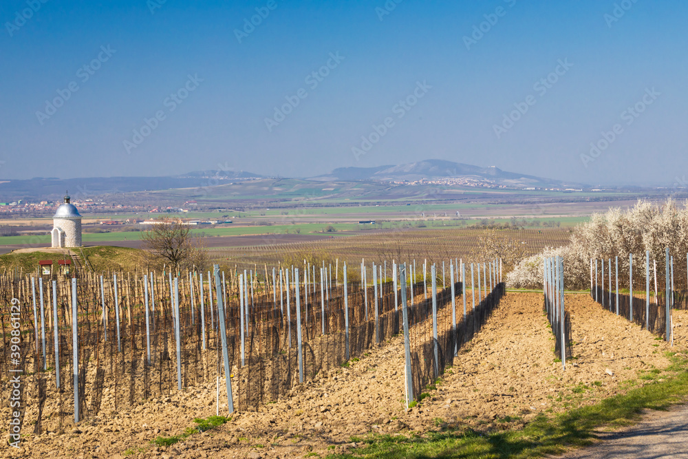 spring vineyard near Velke Bilovice, Southern Moravia