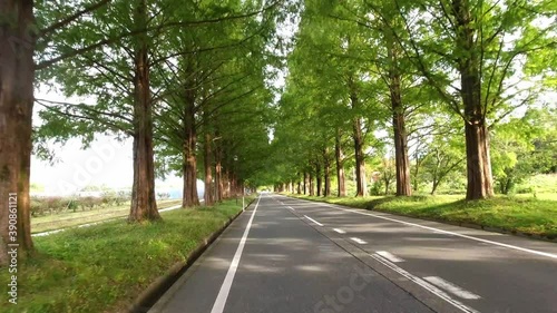 滋賀県 メタセコイヤ並木