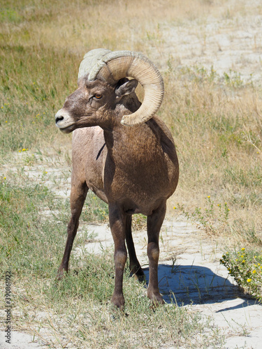 Closeup of a Male Big Horn Sheep which Roam Badlands National Park