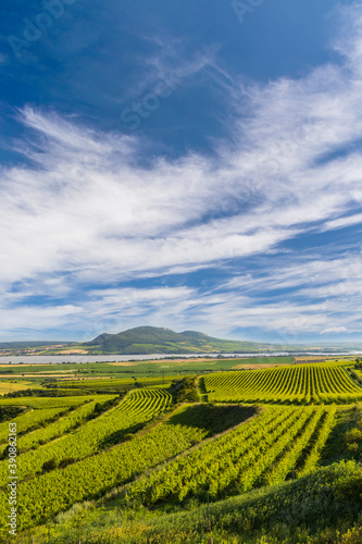 Vineyards near Nove Mlyny reservoir with Palava  Southern Moravia  Czech Republic