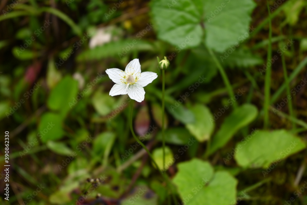 Wandern in der Kaiserklamm in den Tiroler Alpen Wandern in der Kaiserklamm in den Tiroler Alpen