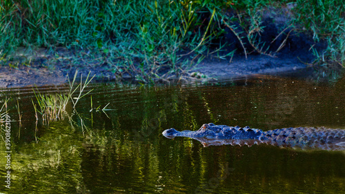 Swimming Alligator at Circle-B-Bar Reserve near Lakeland, Florida © Brett Ossman