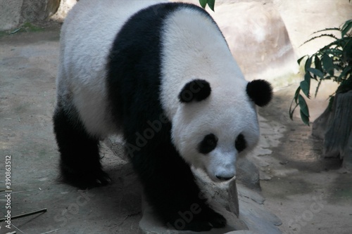 panda bear close up view