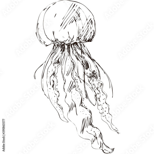Hand drawing vector art of jellyfish. Black grafic on white background