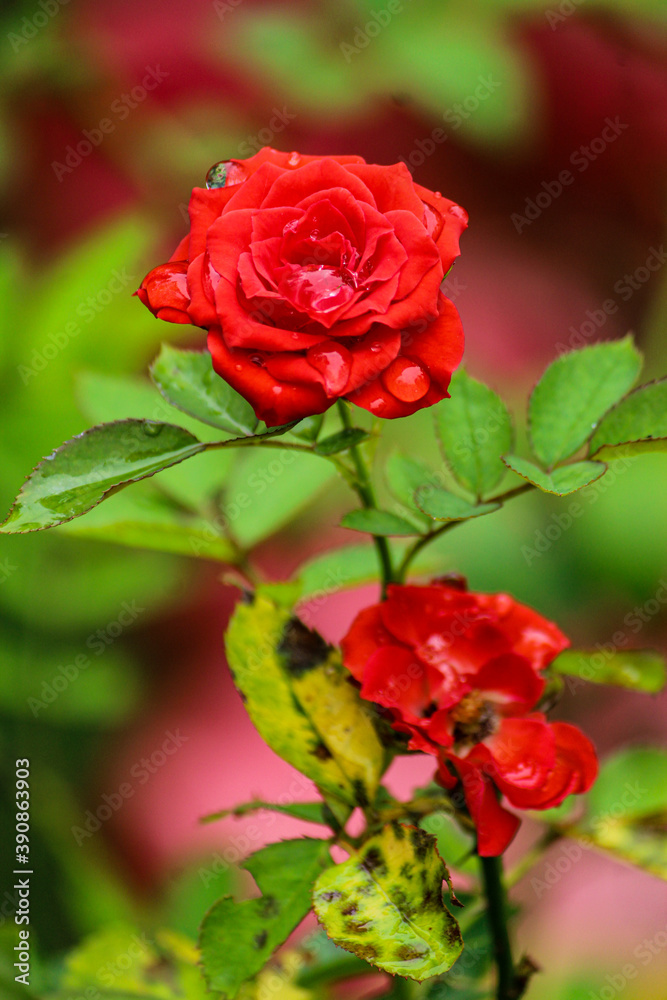 Naklejka premium beautiful red rose after a rain showering