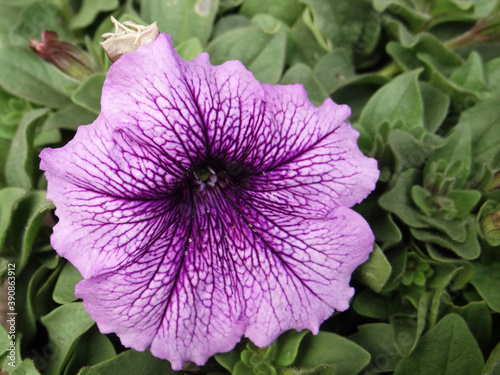 Closeup shot of purple Geranium cinereum photo