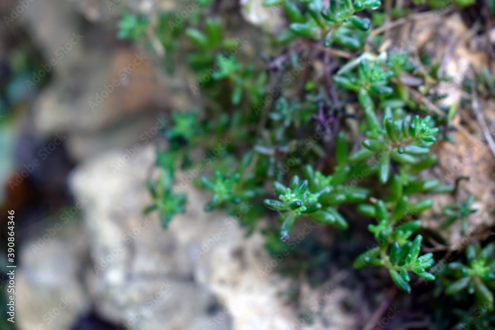 A green undersized ground cover plant climbing over rocks. A green undersized ground cover plant climbing over rocks.