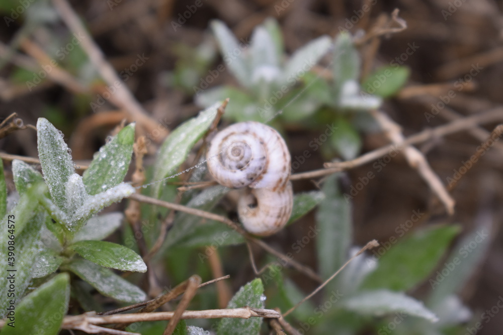 Two snails on a branch with small dew drops. Two snails on a branch with small dew drops.