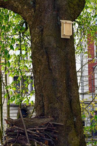 Nistkasten für Baumläufer an einer alten Kastanie // Nesting box for treecreeper on an old chestnut photo