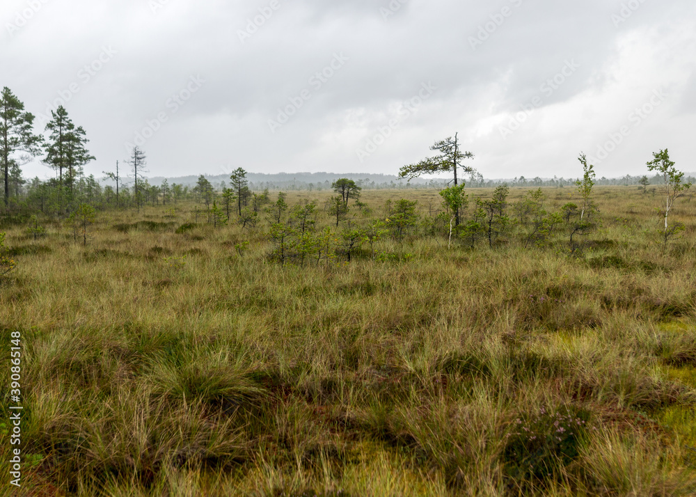 Rainy and gloomy day in the bog, traditional bog landscape with wet trees, grass and bog moss, foggy and rainy background