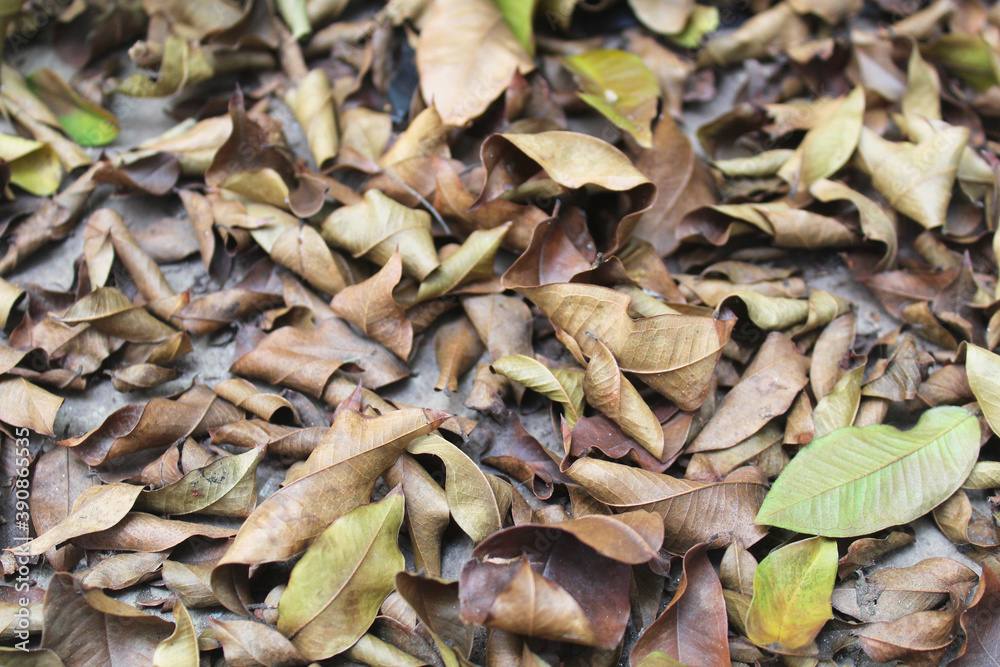 Dry leaves background texture 