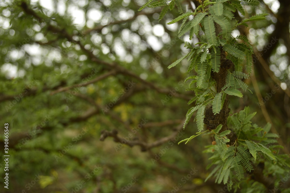 Branch with leaves of Acacia furcatispina Branch with leaves of Acacia furcatispina