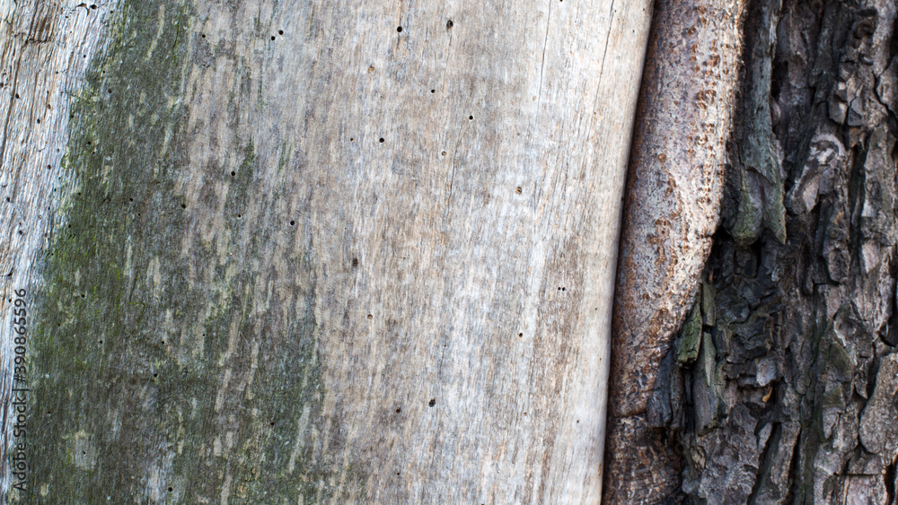 Fototapeta premium Stare chore drzewo