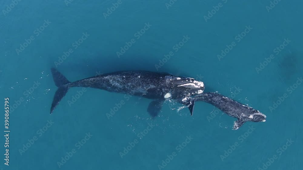 Southern Right Whales mother and calf swimming on the open sea, close to the Peninsula Valdes in Patagonia - Nuevo Gulf - Aerial, Overhead, drone shot 60fps Southern Right Whales mother and calf swimming on the open sea, close to the Peninsula Valdes in Patagonia - Nuevo Gulf - Aerial, Overhead, drone shot 60fps