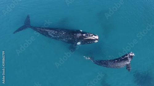 Drone shot above two Baleen Whales (Mysticeti), in shallow, turquoise ocean, in Península Valdes, Argentina - top down, aerial view - slow motion