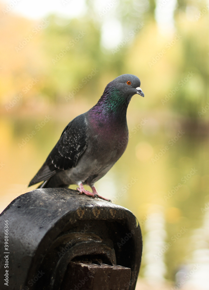 pigeon in the park pigeon in the park