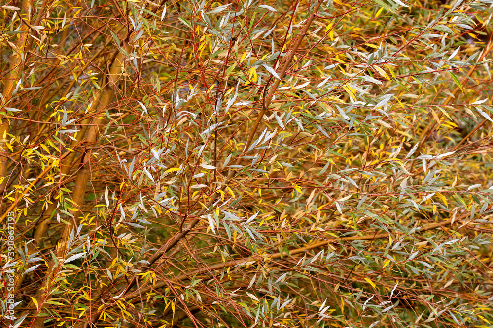 Close up of colourful abstract mass of autumnal leaves in shades of orange, yellow, grey and green Close up of colourful abstract mass of autumnal leaves in shades of orange, yellow, grey and green