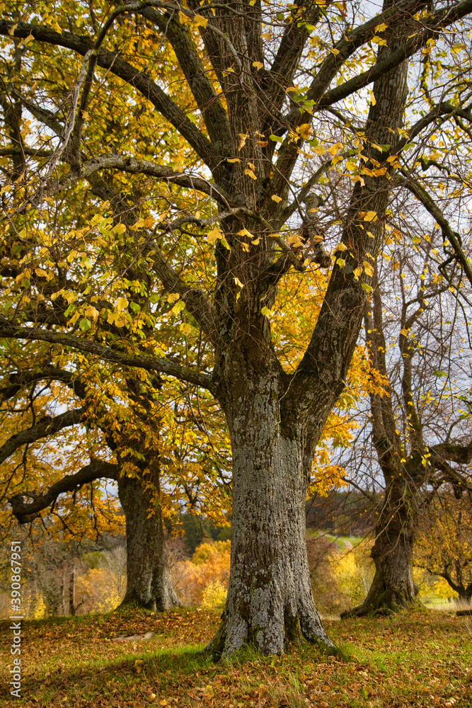 November Spaziergang im Herbst, bunte Blätter, fallendes Laub, Natur von ihrer schönsten Seite