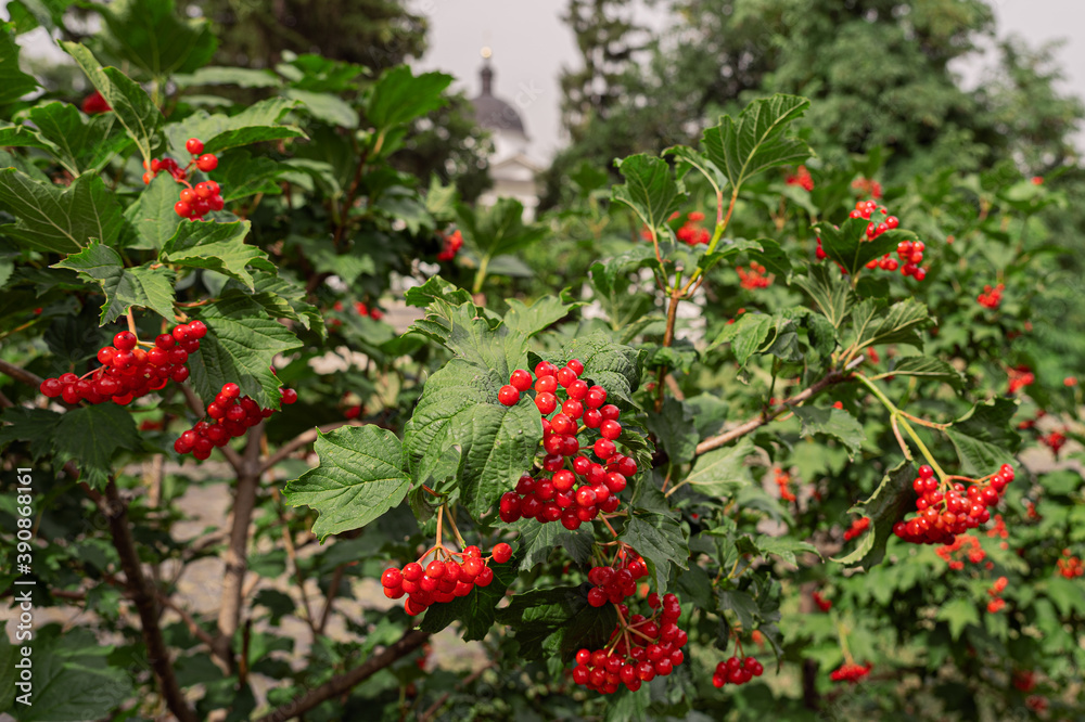 A bush of red viburnum against the background of the dome of the church. A bush of red viburnum against the background of the dome of the church.