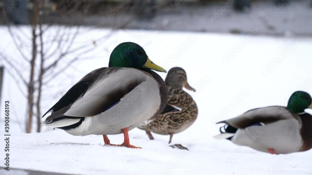 3 ducks in the snow near a frozen river in slow motion. Close-up. Snowfall. Mallard ducks in natural habitat 3 ducks in the snow near a frozen river in slow motion. Close-up. Snowfall. Mallard ducks in natural habitat