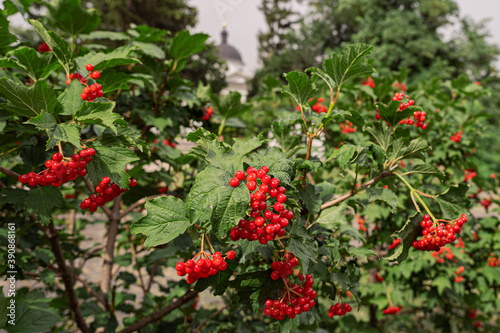 A bush of red viburnum against the background of the dome of the church.