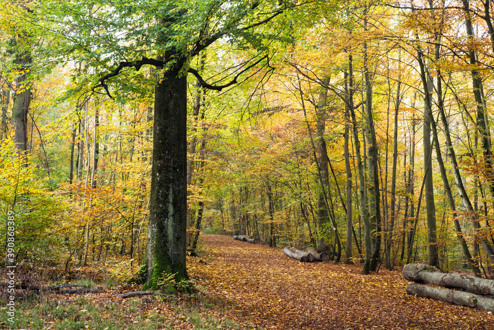 View of beautiful trees in the autumnal forest View of beautiful trees in the autumnal forest