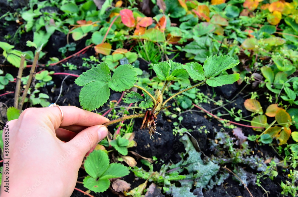 The grower is holding a small bush of strawberries. Strawberry branch with roots. small sapling of garden strawberries.  Many roots.