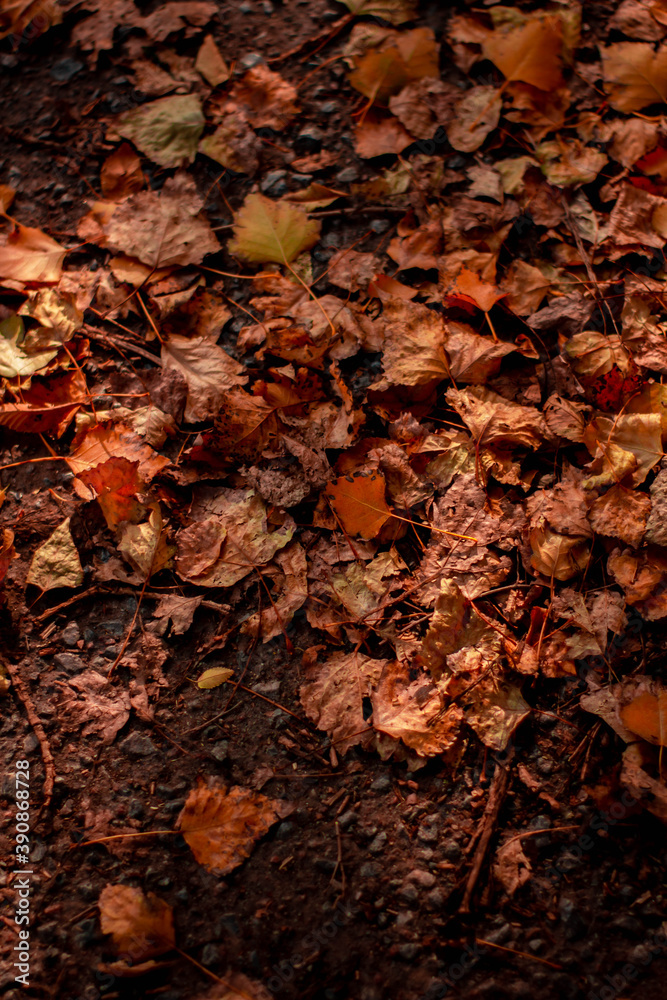 autumn leaves outside, golden colors autumn leaves outside, golden colors