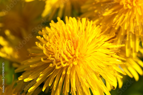 fresh yellow dandelions