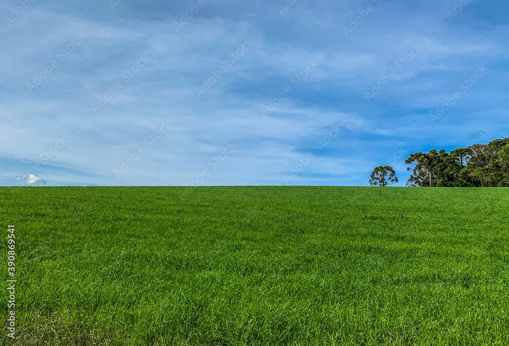 field and blue sky field and blue sky