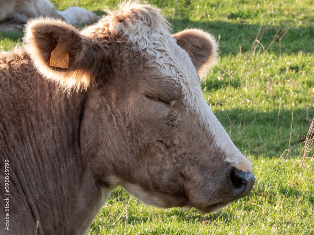 Fototapeta premium cow on the meadow with eyes closed