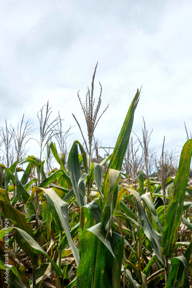 Green Maize Corn Field Plantation In Summer Green Maize Corn Field Plantation In Summer