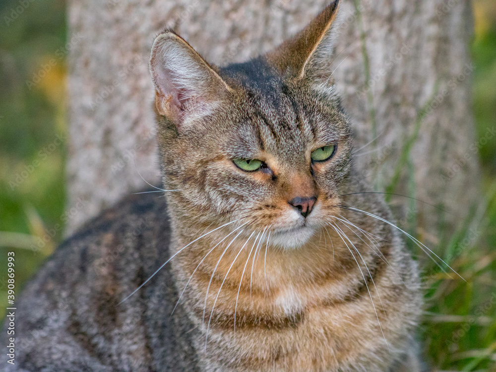 portrait of a grey tiger cat with green eyes