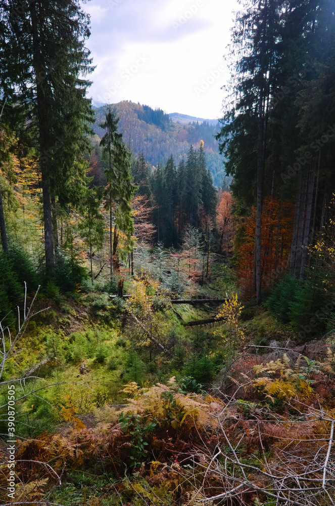 Forest with autumn colors in mountains. Fall season in mountains with yellow leaves and pine trees on sunny day. Carpathian Mountains. Ukraine