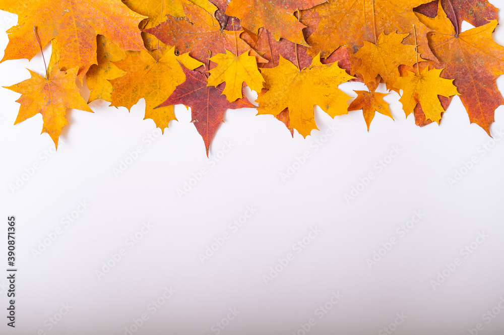 Fototapeta premium Fallen maple leaves on a white background with blank space. Autumn flat lay