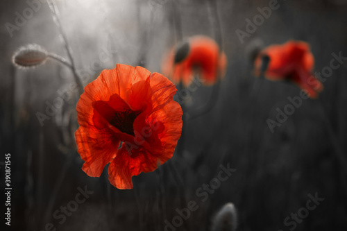 Red poppies flowers field for Remembrance day. photo